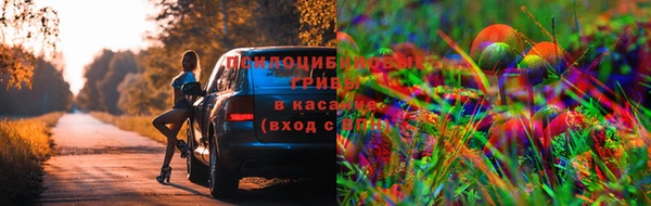 гашик Новозыбков